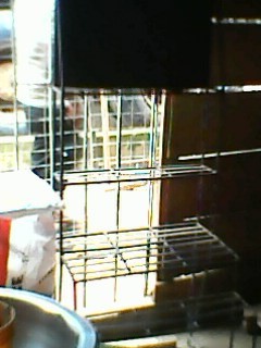 visitor