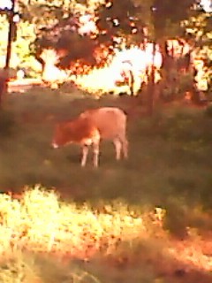 visitor