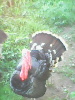 visitor