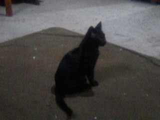 visitor
