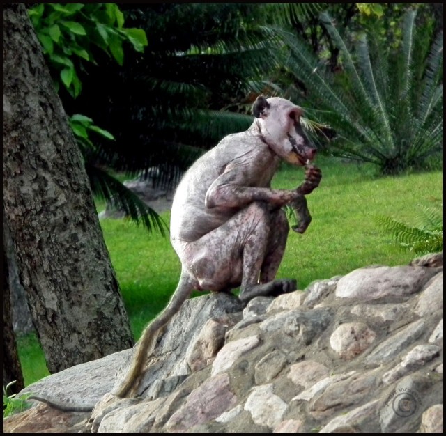 visitor