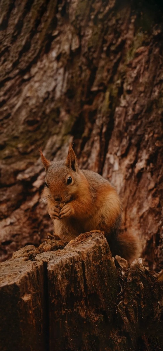 visitor