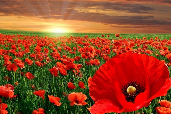 gloriousglory
