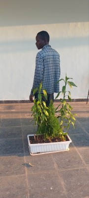 hidali